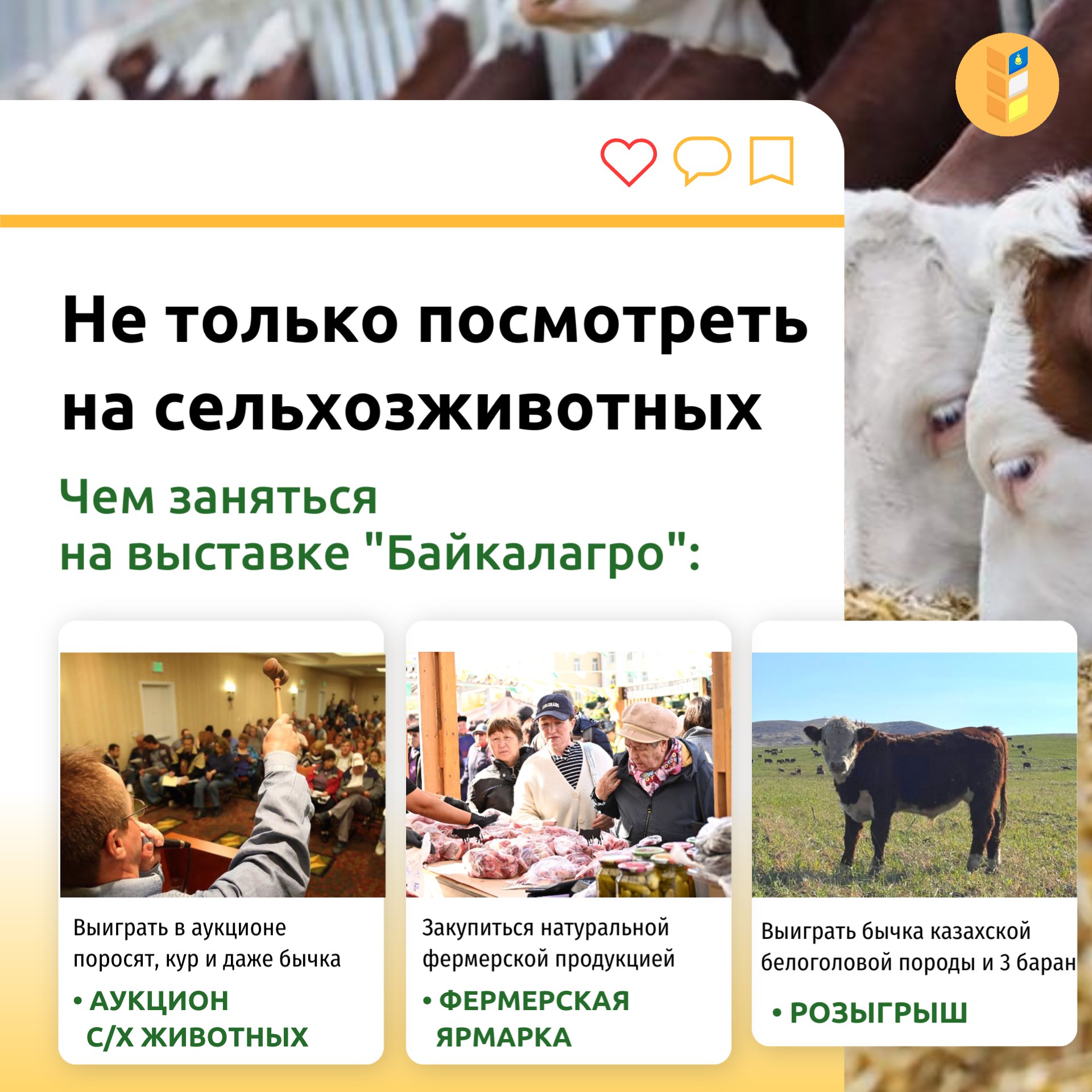 На «Байкалагро» можно будет закупиться фермерскими продуктами и выиграть бычка!